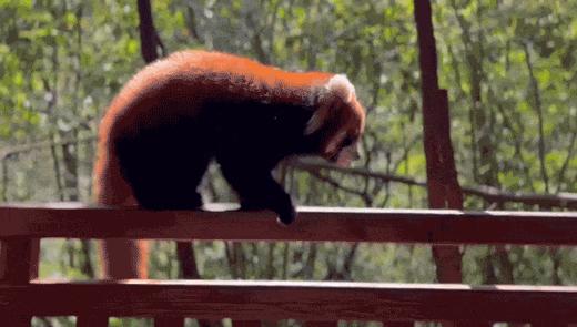 26【寒假亲子】超预期5星好评爆款！顶奢深度西双版纳普洱6日,住洲际+小熊猫庄园,4年零投诉|5~60岁亲子 商品图0