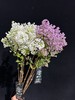 高端荷兰进口丁香花5支 商品缩略图3