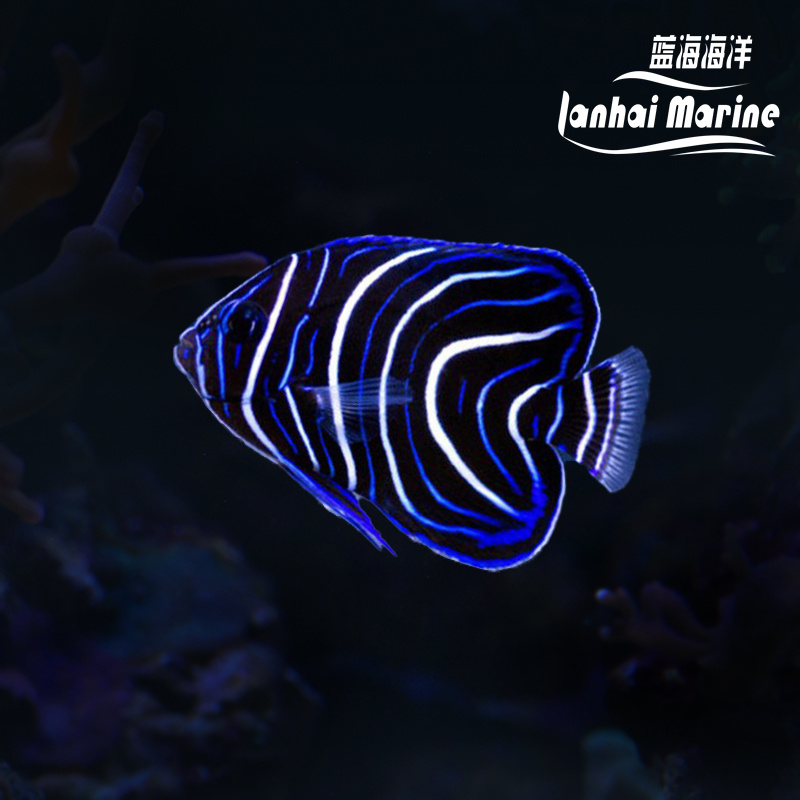 蓝纹