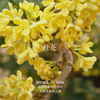 Aroma Promise桂子飘香(桂花精油2ml+木纹香薰机） 商品缩略图2