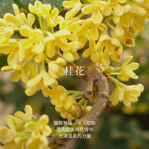 Aroma Promise桂子飘香(桂花精油2ml+木纹香薰机） 商品图2