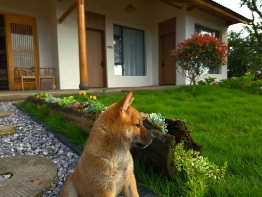【峨眉山-293号院】5房观景小院，可单房预定，高桥镇群山上，可观景/烧烤/看日出/家庭亲子/情侣出游，大草坪bsyj 商品图7