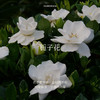 Aroma Promise栀子花开（栀子花精油2ml+木纹香薰机） 商品缩略图2