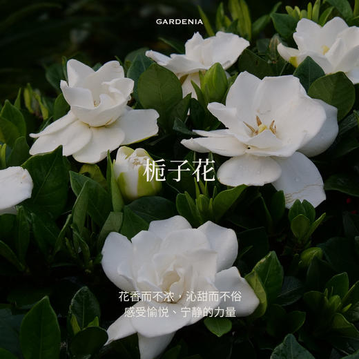 Aroma Promise栀子花开（栀子花精油2ml+木纹香薰机） 商品图2