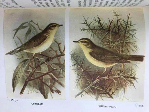 1932-1936年 不列颠群岛鸟类与鸟卵图鉴（3卷） 数百幅彩色插图 漆布精装64开 商品图10