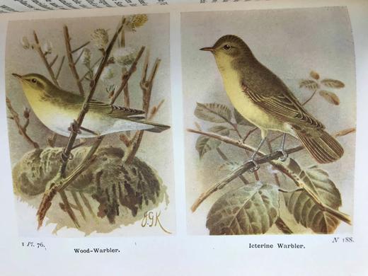 1932-1936年 不列颠群岛鸟类与鸟卵图鉴（3卷） 数百幅彩色插图 漆布精装64开 商品图11