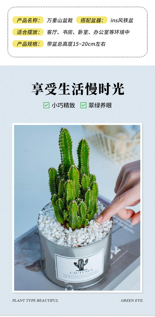 【轻舟已过“万重山”】万重山1盆+ins风铁盆（矮）+白石若干+肥料1包（福建仓） 商品图7