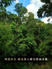 【野人山】2024年头春头采勐海班章茶区，狂野霸道森林野放茶 优质班章味 普洱茶生茶357克/饼 拍5发6拍20发25 商品缩略图1