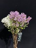 高端荷兰进口丁香花5支 商品缩略图1