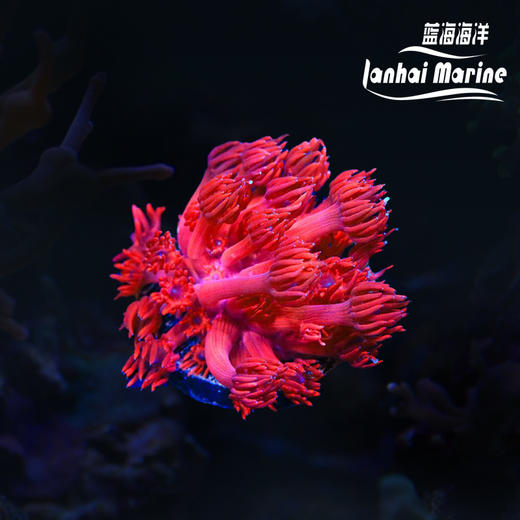 人工红单包 商品图0