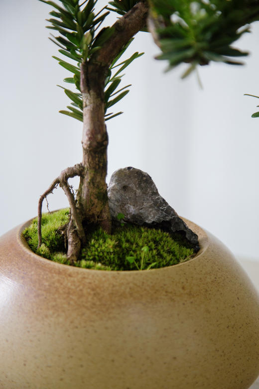 造型罗汉松 商品图1