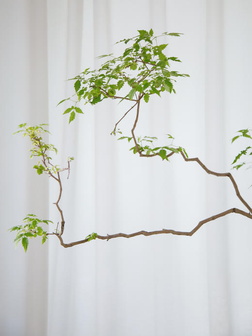 造型黄荆浅灰色盆 商品图1