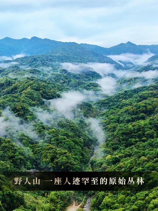 【野人山】2024年头春头采勐海班章茶区，狂野霸道森林野放茶 优质班章味 普洱茶生茶357克/饼 拍5发6拍20发25 商品图6