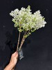 高端荷兰进口丁香花5支 商品缩略图5