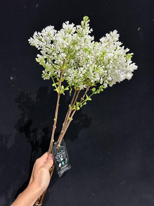 高端荷兰进口丁香花5支 商品图5