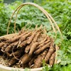 【39.9起包邮】新鲜甜当归 独脚当归 香糯粉面 每一根都是精选 现挖现发 基地直邮 商品缩略图0