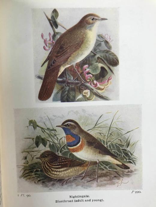 1932-1936年 不列颠群岛鸟类与鸟卵图鉴（3卷） 数百幅彩色插图 漆布精装64开 商品图5