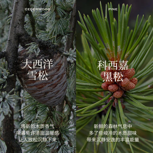Aroma Promise松松部落套组（大西洋雪松精油10ml+松针叶精油10ml+木纹香薰机） 商品图2