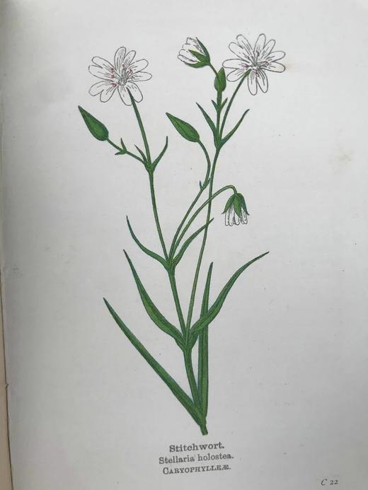 1905-1906年 路边与林地野花指南（2卷） 257幅彩色与大量黑白插图 漆布精装64开 商品图9