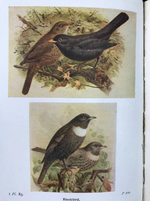 1932-1936年 不列颠群岛鸟类与鸟卵图鉴（3卷） 数百幅彩色插图 漆布精装64开 商品图8