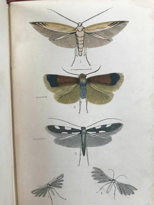 约19世纪后期 英格兰常见蛾类图鉴 12页套色版画与大量黑板版画插图 漆布精装64开 商品图9