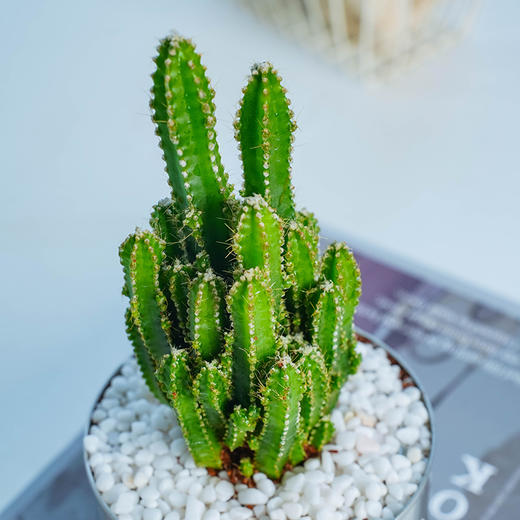 【轻舟已过“万重山”】万重山1盆+ins风铁盆（矮）+白石若干+肥料1包（福建仓） 商品图2