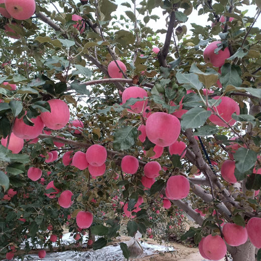 童年味道：产地直发，甘肃静宁一级大果，现采现摘，二十年果农出品 商品图3