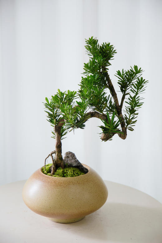 造型罗汉松 商品图0