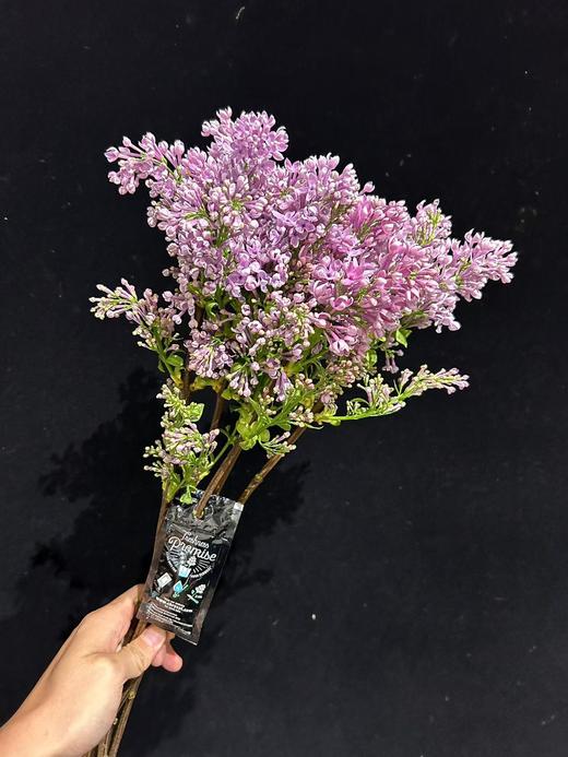 高端荷兰进口丁香花5支 商品图6