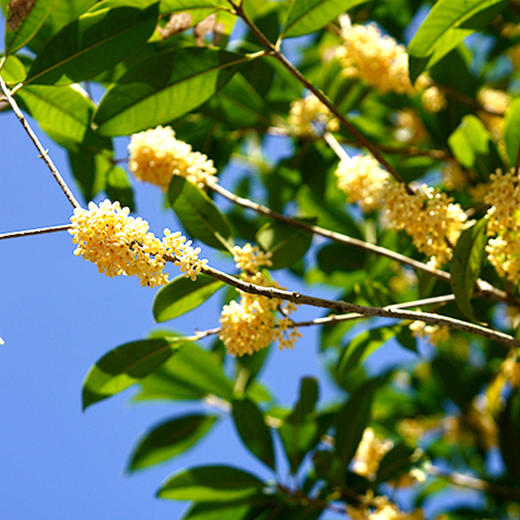 昔物所·桂花水仙/铁观音系列 | 桂花入茶，茶入秋境，每一口都清香醇甜 商品图3