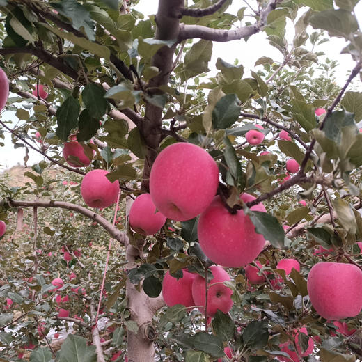 童年味道：产地直发，甘肃静宁一级大果，现采现摘，二十年果农出品 商品图2