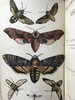 约19世纪后期 英格兰常见蛾类图鉴 12页套色版画与大量黑板版画插图 漆布精装64开 商品缩略图2