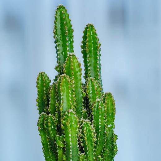 【轻舟已过“万重山”】万重山1盆+ins风铁盆（矮）+白石若干+肥料1包（福建仓） 商品图3