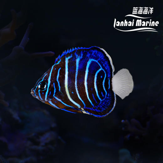 白尾蓝环  幼鱼 商品图0