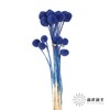 永生花材 | 黄金球宝蓝 商品缩略图3