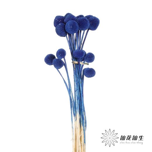 永生花材 | 黄金球宝蓝 商品图3