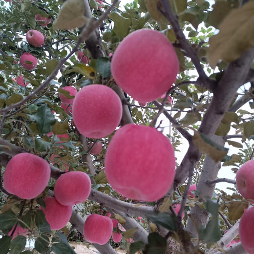 童年味道：产地直发，甘肃静宁一级大果，现采现摘，二十年果农出品 商品图4