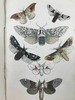 约19世纪后期 英格兰常见蛾类图鉴 12页套色版画与大量黑板版画插图 漆布精装64开 商品缩略图5