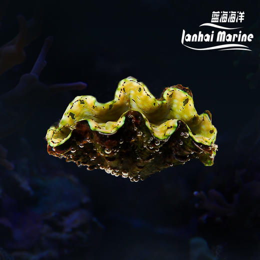 人工鳞砗磲（滤水） 商品图5