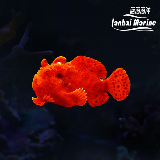 皇冠五脚虎-红 商品图0