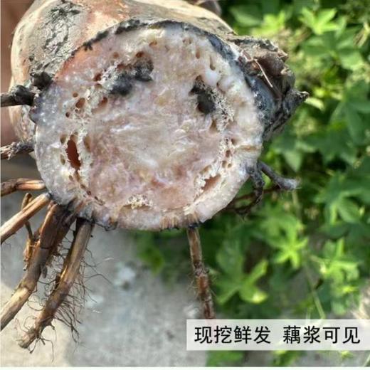 洪湖有机粉藕 莲藕 煲汤粉藕 已经达到粉糯标准 商品图3