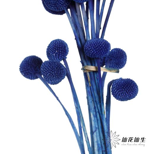 永生花材 | 黄金球宝蓝 商品图1