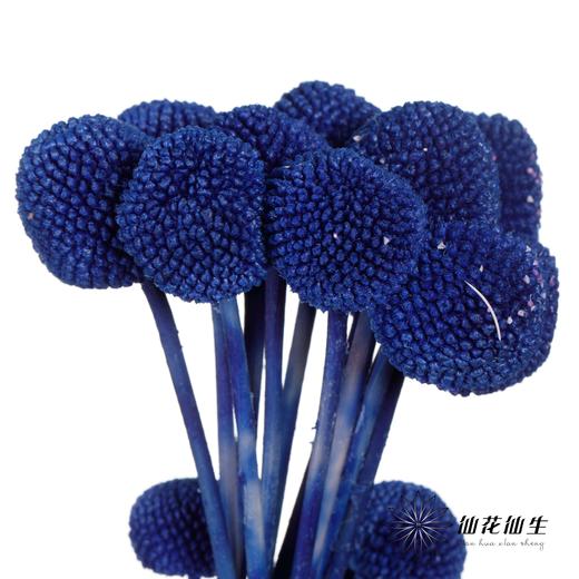 永生花材 | 黄金球宝蓝 商品图4