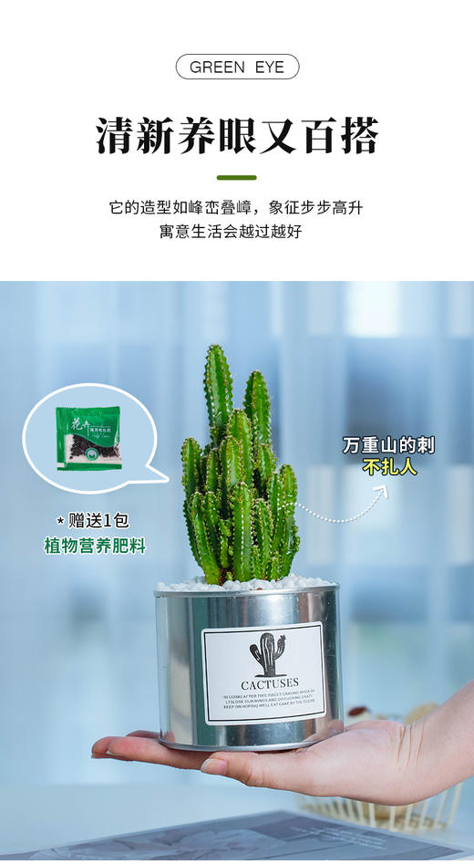 【轻舟已过“万重山”】万重山1盆+ins风铁盆（矮）+白石若干+肥料1包（福建仓） 商品图8