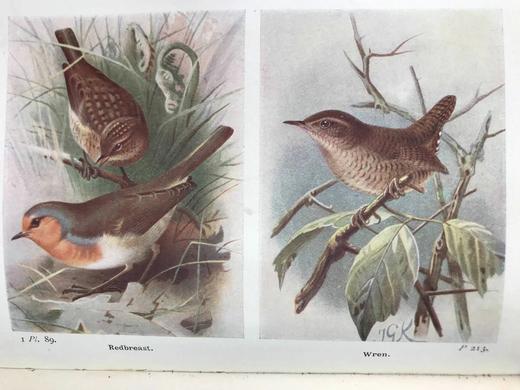 1932-1936年 不列颠群岛鸟类与鸟卵图鉴（3卷） 数百幅彩色插图 漆布精装64开 商品图6