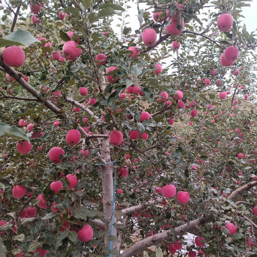 童年味道：产地直发，甘肃静宁一级大果，现采现摘，二十年果农出品 商品图5