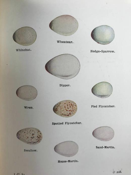 1932-1936年 不列颠群岛鸟类与鸟卵图鉴（3卷） 数百幅彩色插图 漆布精装64开 商品图13
