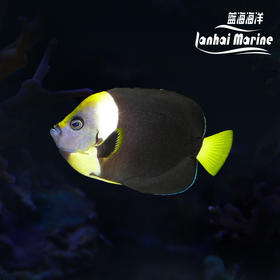 澳洲蓝面 母