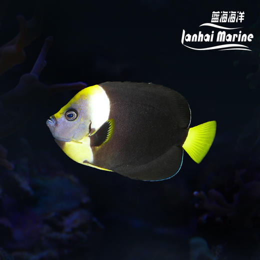 澳洲蓝面 母 商品图0