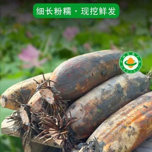 洪湖有机粉藕 莲藕 煲汤粉藕 已经达到粉糯标准 商品图0